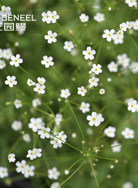 点地梅星尘耐阴耐寒迷你花卉山野丰花植物阳台花园鳗盆栽满天星辰