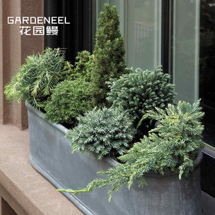 【针叶树】小柏树常绿彩叶乔灌木庭院阳台盆景造型花园鳗盆栽苗小
