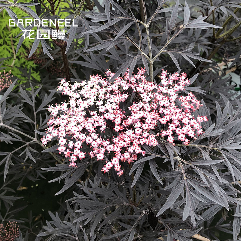 【接骨木】黑色蕾丝/耐阴盆栽苗