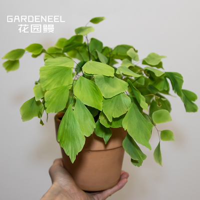 银币铁线蕨波斯顿锦蕨室内植物