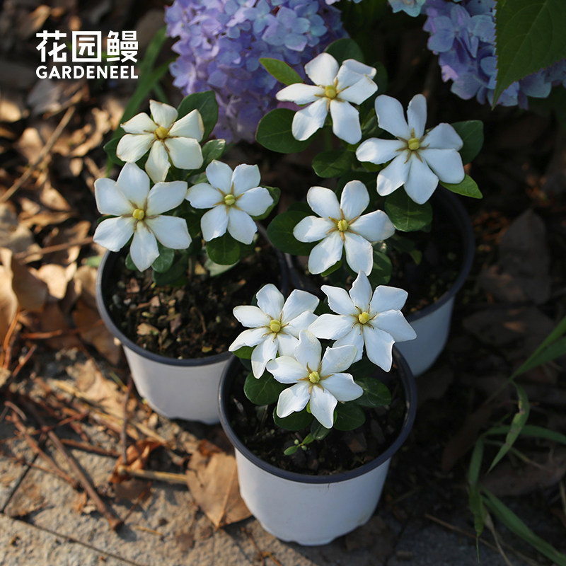 花园鳗达摩栀子花丸叶芳香勤花小灌木四季常绿耐热耐寒迷你盆景苗