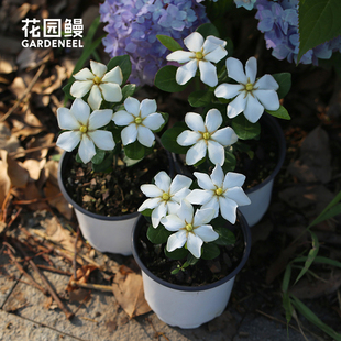 花园鳗达摩栀子花丸叶芳香勤花小灌木四季常绿耐热耐寒迷你盆景苗