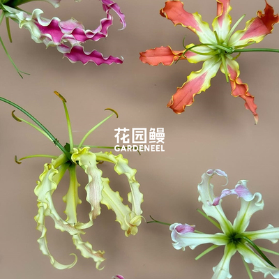 花园鳗 嘉兰百合火焰百合卡索尼加藤切花爬藤草本花卉多年生球根