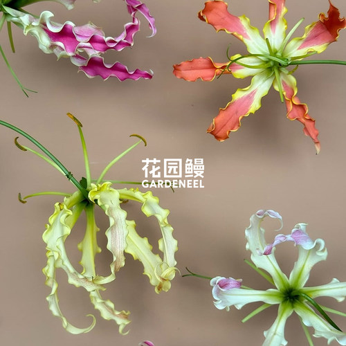 花园鳗 嘉兰百合火焰百合卡索尼加藤切花爬藤草本花卉多年生球根