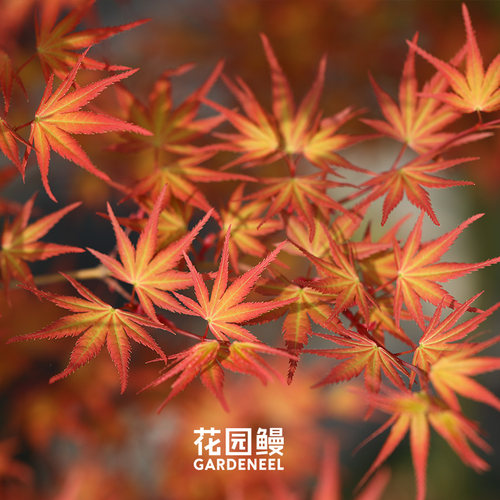 花园鳗日本红枫凤凰彩叶树鸡爪槭