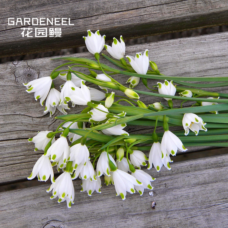 [Snowflake]Summer and Autumn Category 2 Netherlands Imported Seed ball Garden balcony Potted plant Garden eels]Pre sale of 3-ball equipmentin the Flower delivery/Flowers simulation/Plants gardening , Flowers/Fruits and vegetables/Lawn seed (New) , Bulbs  category - from Buy2taobao.com to provide professional Taobao agent buy service