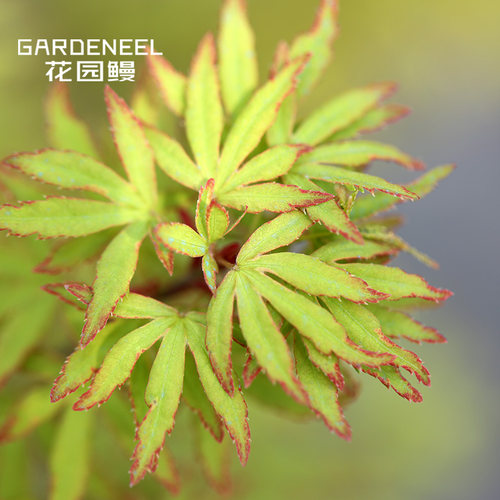 花园鳗彩叶变色天女之星日本枫