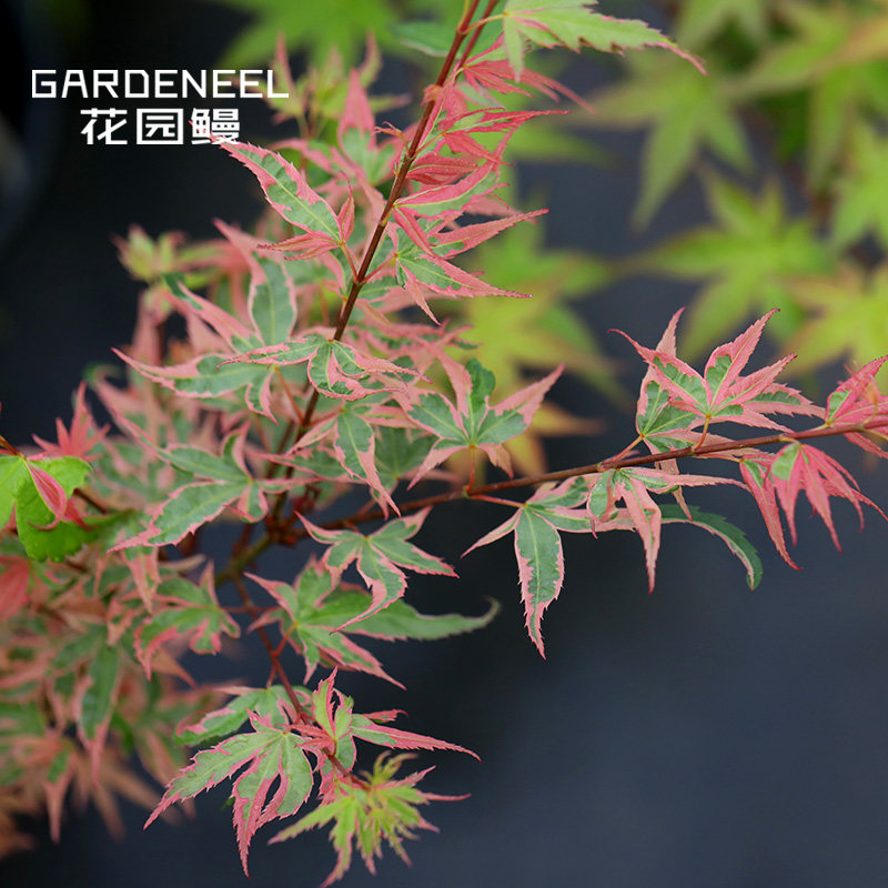 秋筱锦花叶鸡爪槭树粉色出锦日本枫庭院耐阴主树阳台盆景花园鳗苗
