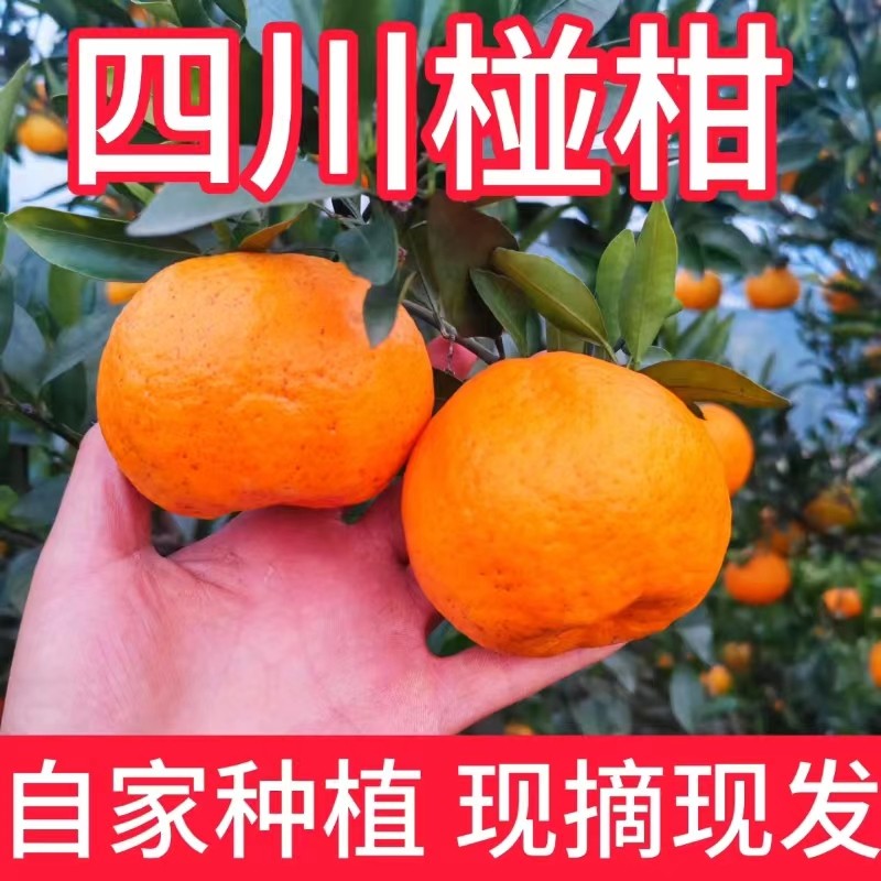 椪柑四川芦柑应季新鲜水果橘子碰柑孕妇水果桔子大果10斤整箱包邮,水产肉类/新鲜蔬果/熟食,桔子,淘宝优惠券,粉丝福利购,淘宝优惠卷