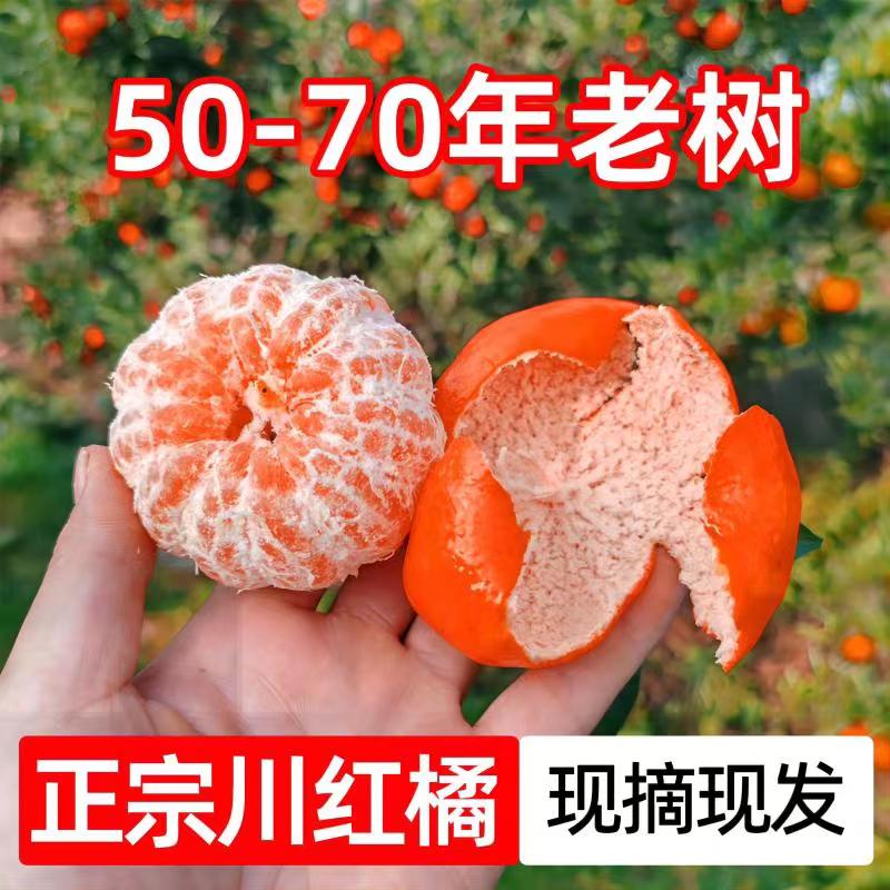 正宗百年古树川红橘陈皮原料