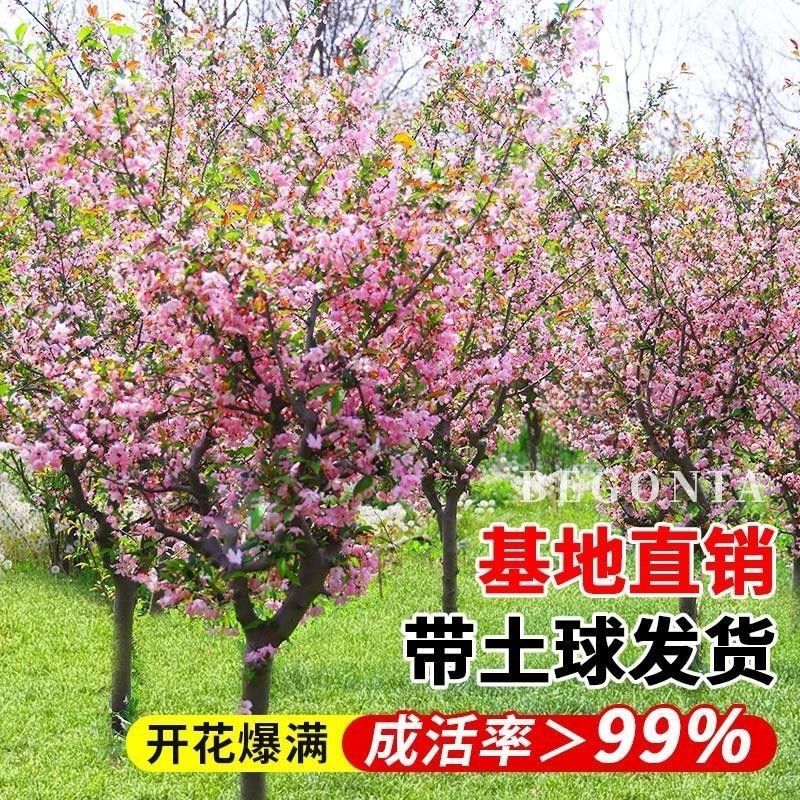 景语轩耐寒耐热西府海棠树苗