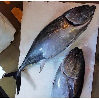 Ⅹ【海钓鱼】新鲜海鲜深海生鲜活石斑鱼金枪鱼鲷鱼鱿鱼刺身鱼商用