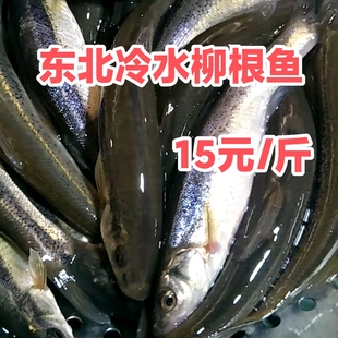 东北冷水柳根鱼鲜活速冻特大柳根农家鲜鱼 包邮