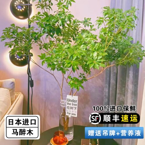 马醉木办公室客厅净化空气美观