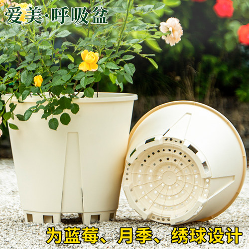 蓝莓果树种植花盆7加仑