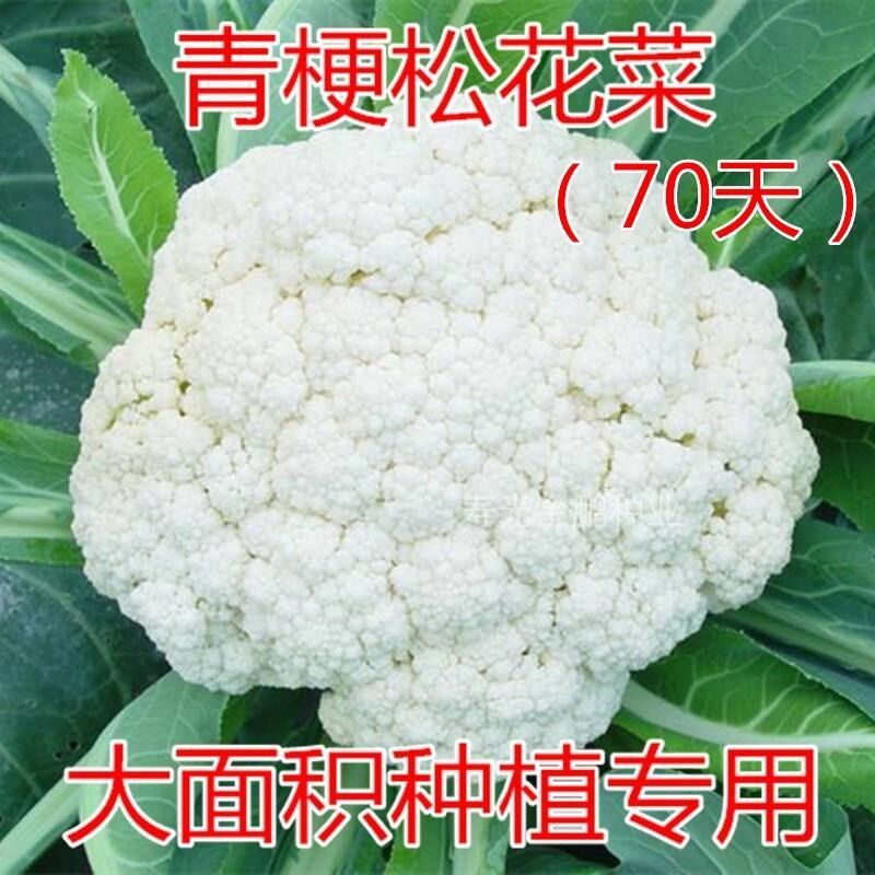 花椰菜奶酪脆条特价 天猫花椰菜奶酪脆条优惠券 淘宝花椰菜奶酪脆条优惠卷免费领取 白菜哦