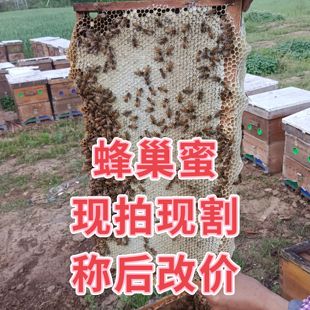 有多少算多少 论斤称 现割现卖 蜂巢蜜中 价 封盖蜜