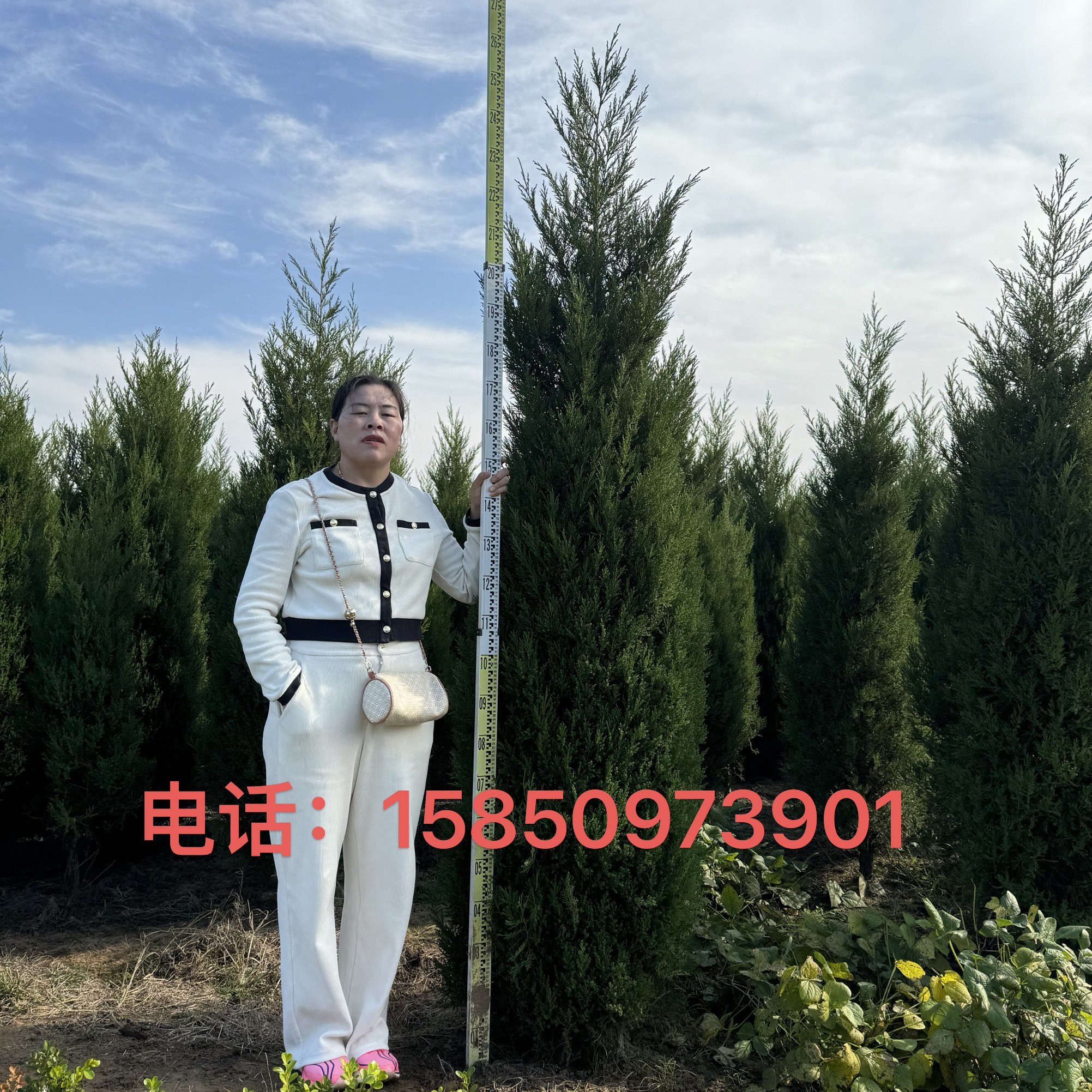 柏树树苗塔柏四季常青松柏树大树苗侧柏蜀桧苗扁柏宝塔松龙柏耐寒