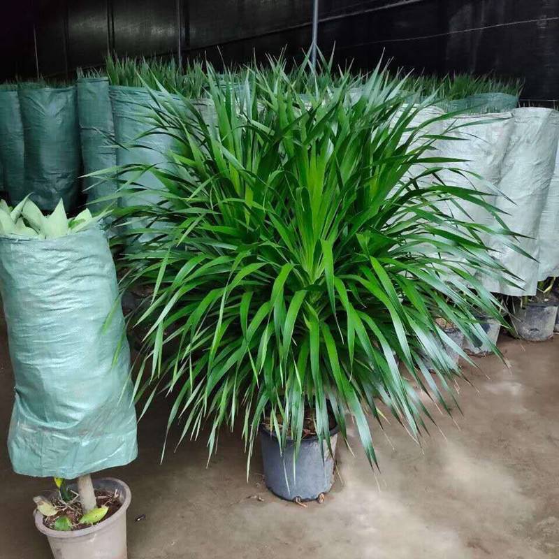 大型绿植龙须树多头龙血树龙铁树