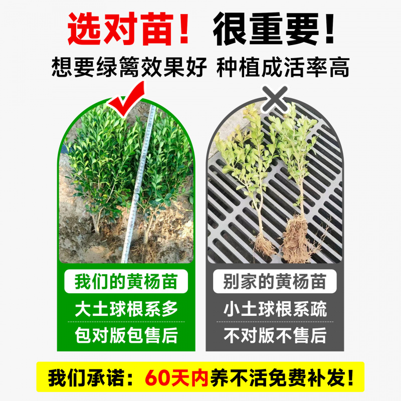 小叶黄杨树苗冬青瓜子庭院绿化树