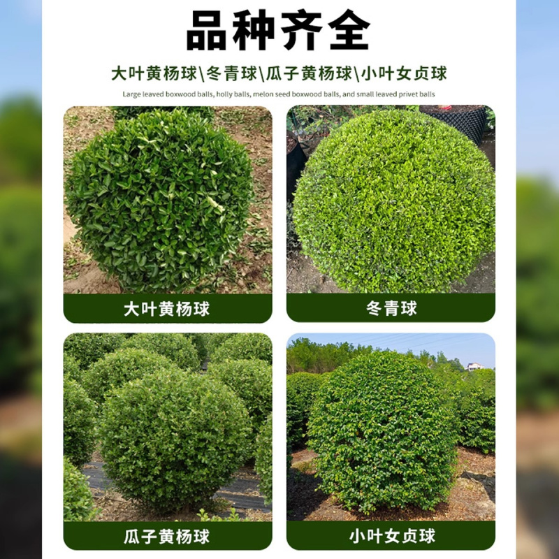 小叶女贞造型树苗大叶黄杨冬青球