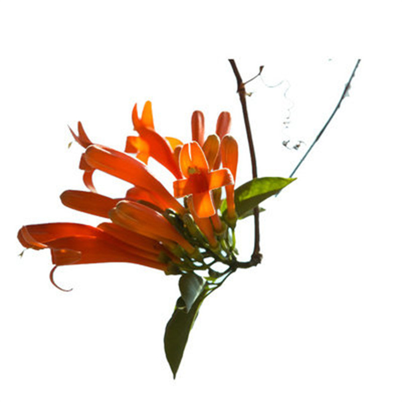 一件代发花苗攀援花卉盆栽鞭炮花