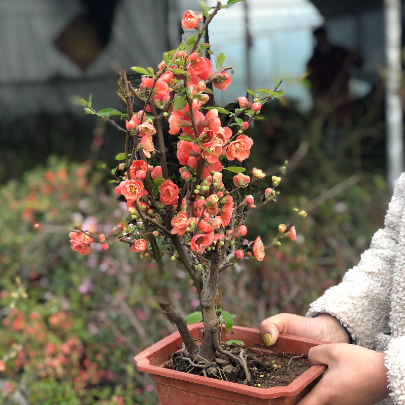 垂丝海棠花树苗北京西府老桩花苗