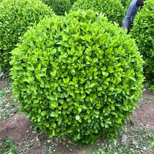 卫矛球树苗庭院耐寒四季常青绿化风景树篱笆墙植物卫矛冬青球小苗