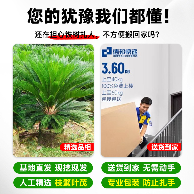 铁树盆栽公母一对大型龙铁树绿植