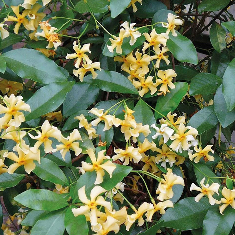 黄色风车茉莉花苗盆栽络石藤耐寒