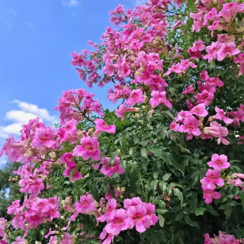 大苗盆栽爬藤花卉植物开花多阳台