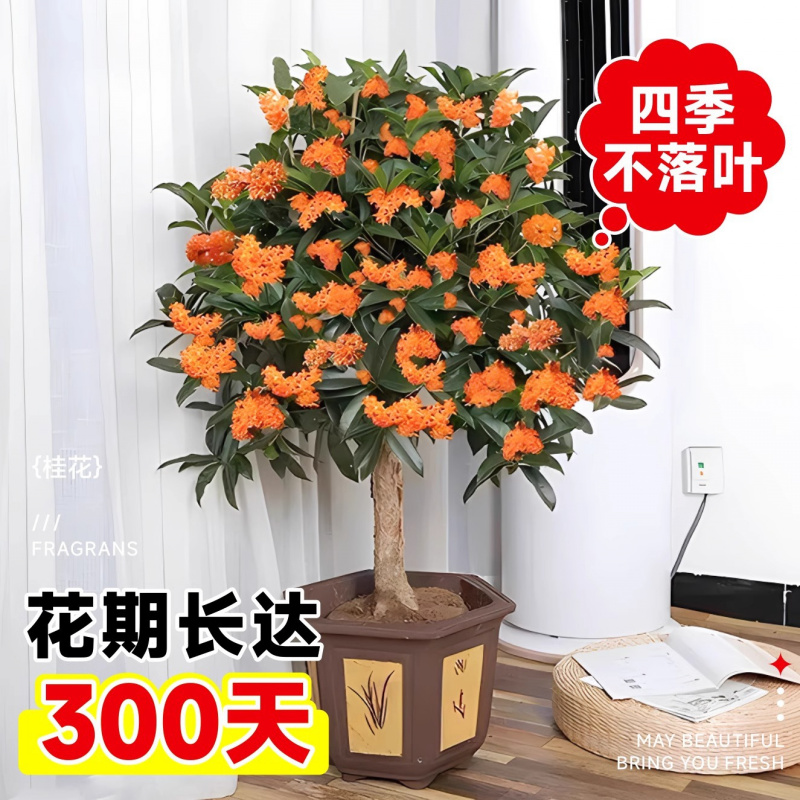 桂花树苗四季桂盆栽室内花卉植物