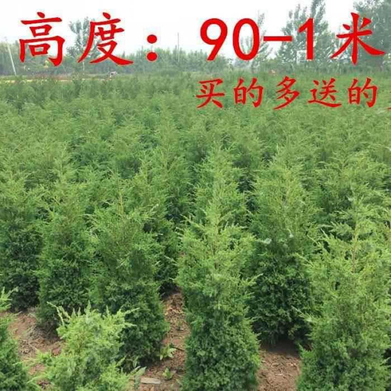 万年青塔柏苗蜀桧刺柏侧陵园墓地