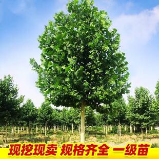 法国梧桐树树苗大树庭院园林绿化苗木南方风景树行道种植青桐法桐