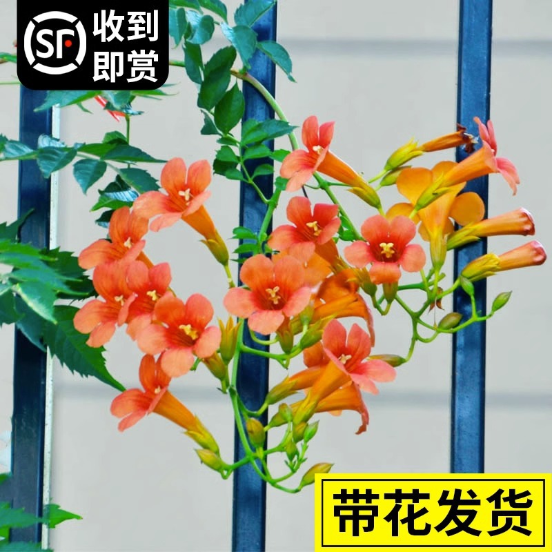 耐寒凌霄花阳台盆栽老桩四季花卉