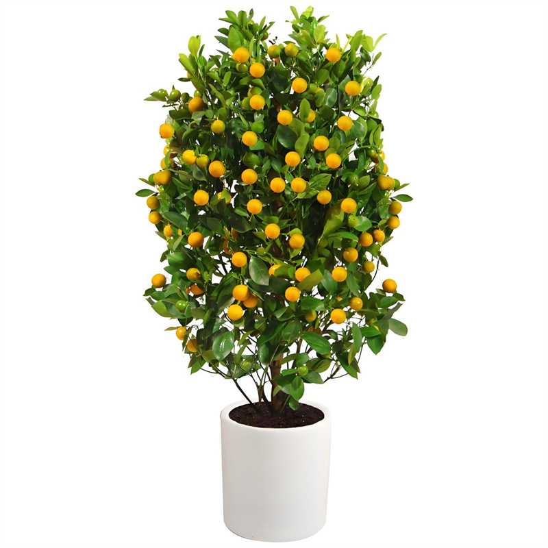 脆皮带果发货盆栽树苗四季果树可