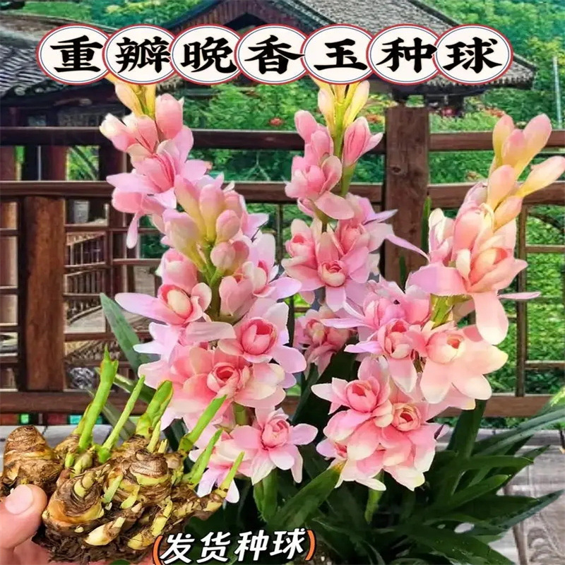 种球重瓣大花球根带多芽多年生浓