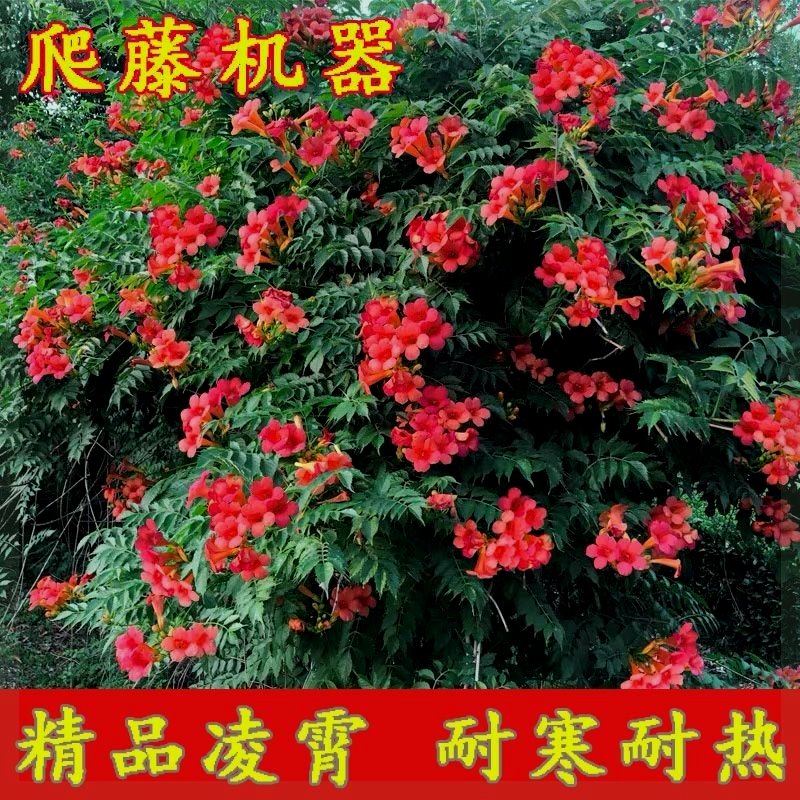 凌霄花苗盆栽爬藤植物攀爬树桩藤