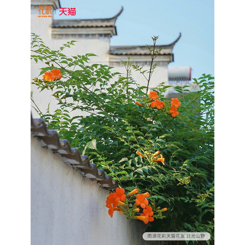 花彩粉色凌霄花爬藤大苗盆栽阳台