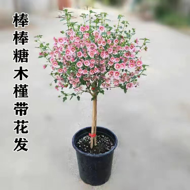 棒棒糖木槿花盆栽重瓣花卉庭院植