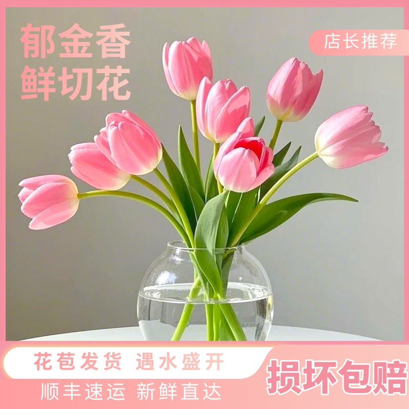 粉色郁金香鲜花云南基地直发水培插花花束婚礼手捧花郁金香鲜切花,鲜花速递/花卉仿真/绿植园艺,花材,淘宝优惠券,粉丝福利购,淘宝优惠卷