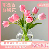 粉色郁金香鲜花云南基地直发水培插花花束婚礼手捧花郁金香鲜切花