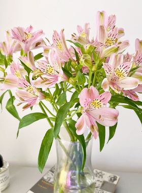 花然严品水仙百合鲜花云南直发鲜切花六出花黄色家用插花超长花期