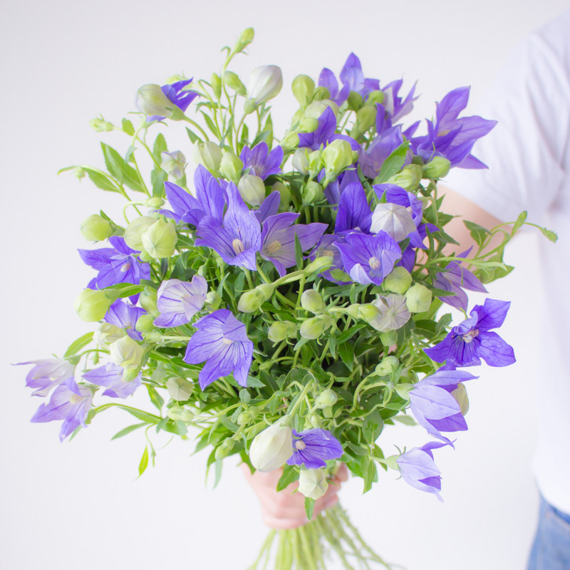 中国桔梗花鲜花云南直发花然严品紫色白色鲜切花水培插花绿植花卉
