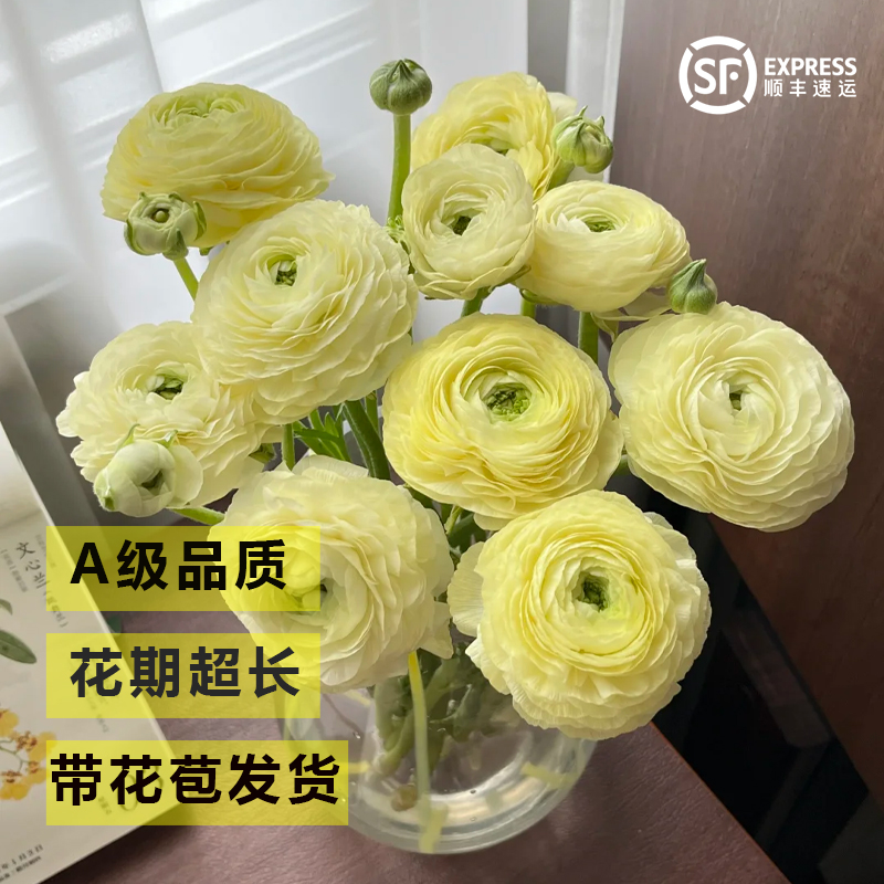 成功系洋牡丹鲜花花苞大花期长