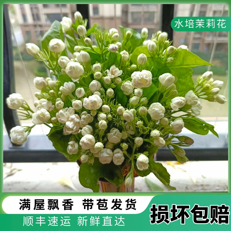 白色茉莉花鲜花云南直发花期长室内水培绿植插花莫莉鲜切花花束