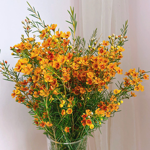 澳洲腊梅鲜花云南直发平头澳梅粉色重瓣澳梅插花水培鲜切花蜡梅花