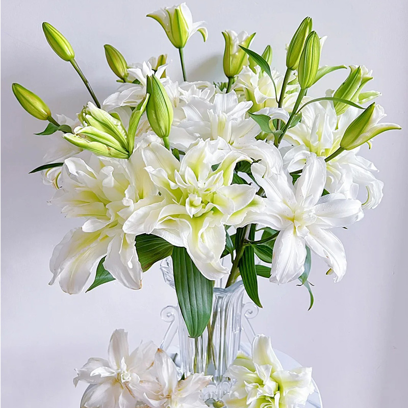 爱莎重瓣百合鲜花白色鲜切花
