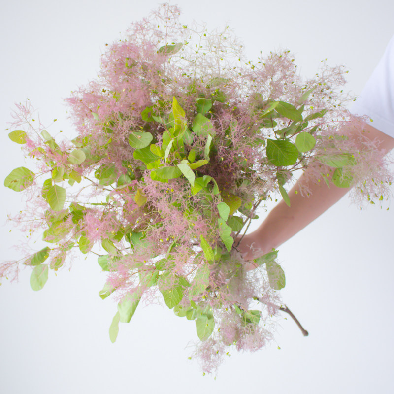 雾中情人鲜花云南基地直发雾草水培绿植花束干花黄栌花烟树鲜切花