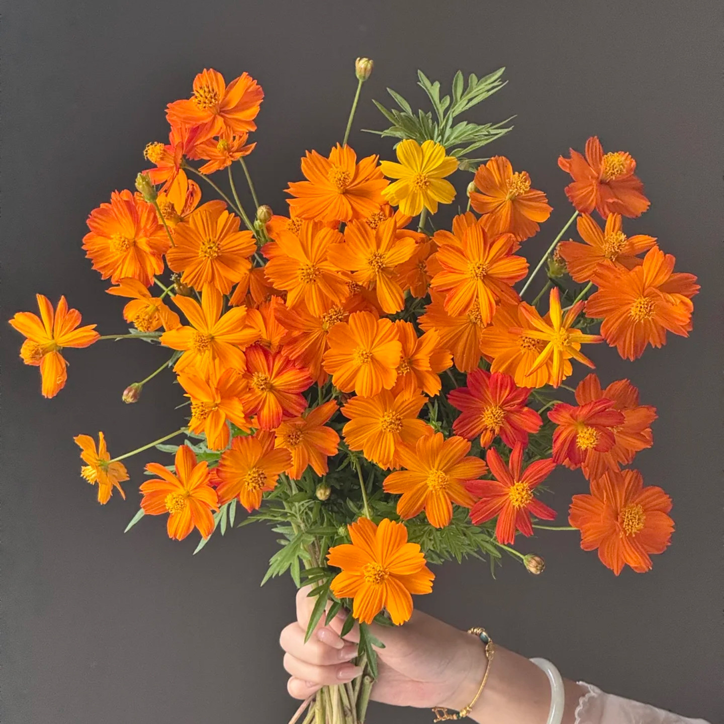 硫华菊鲜切花云南基地直发新鲜水养办公室室内黄秋英鲜花顺丰冷链